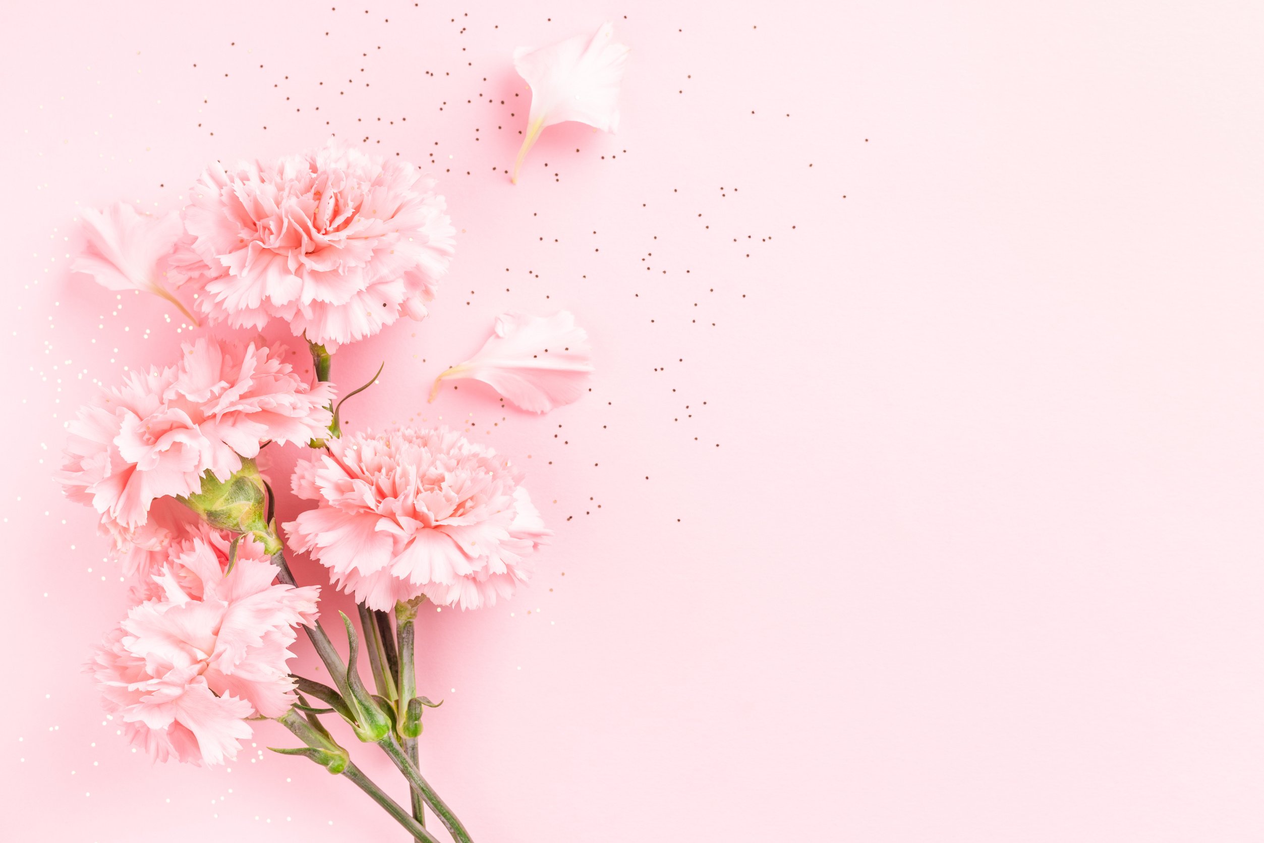 Pink Carnations on Pink Background